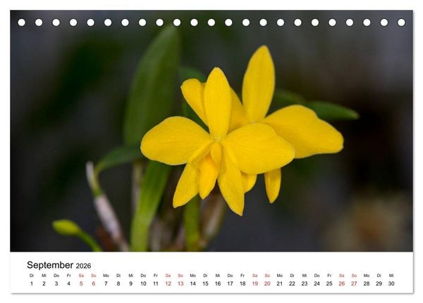 Produktbild: Vielfalt der Orchideen (Tischkalender 2026 DIN A5 quer), CALVENDO Monatskalender