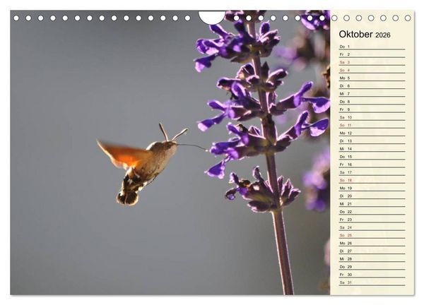 Produktbild: Faszinierende Taubenschw&auml;nzchen (Wandkalender 2026 DIN A4 quer), CALVENDO Monatskalender