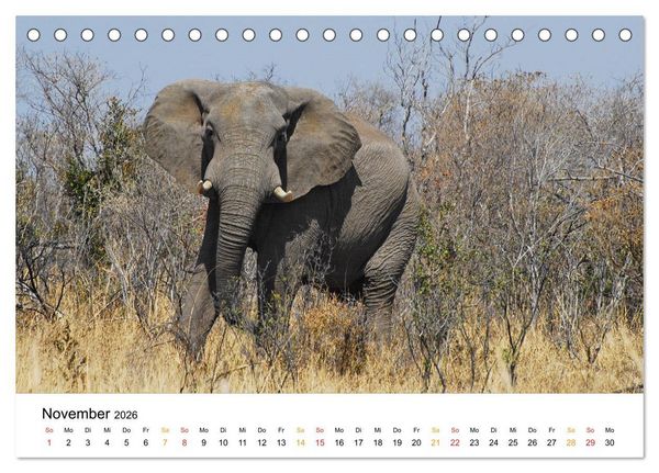 Produktbild: Elefanten Impressionen (Tischkalender 2026 DIN A5 quer), CALVENDO Monatskalender