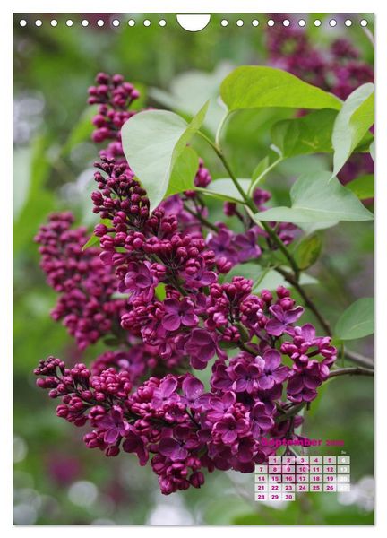 Produktbild: Fliederbl&uuml;te (Wandkalender 2026 DIN A4 hoch), CALVENDO Monatskalender