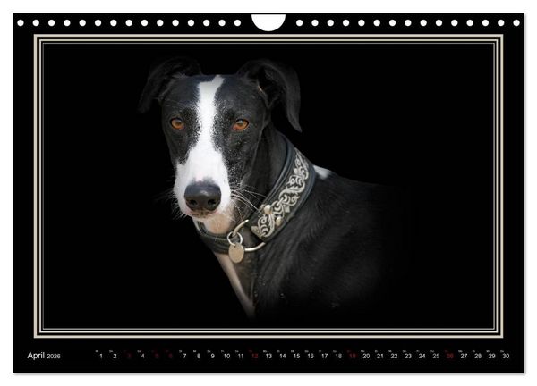 Produktbild: Galgo Espa&ntilde;ol 2026- Der spanische Windhund (Wandkalender 2026 DIN A4 quer), CALVENDO Monatskalender