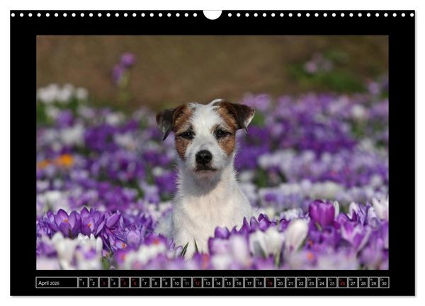 Produktbild: Parson Russell Terrier (Wandkalender 2026 DIN A3 quer), CALVENDO Monatskalender