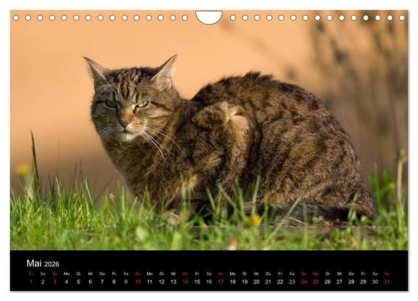 Produktbild: Freig&auml;nger - Hauskatzen unterwegs (Wandkalender 2026 DIN A4 quer), CALVENDO Monatskalender