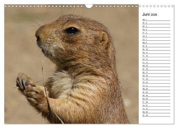 Produktbild: Faszinierende Tierportraits (Wandkalender 2026 DIN A3 quer), CALVENDO Monatskalender