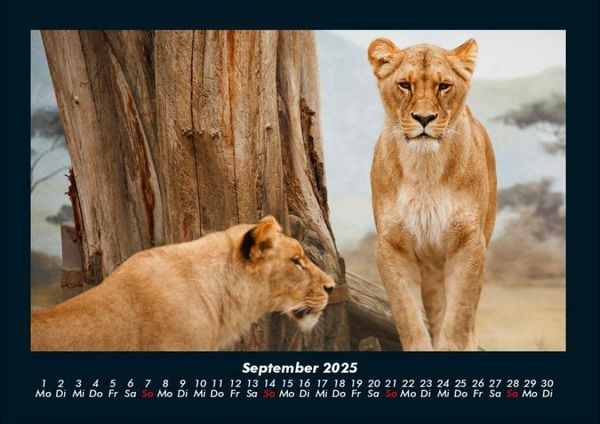 Produktbild: L&ouml;wen in der Wildnis 2025 Fotokalender DIN A4