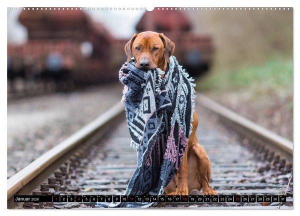 Produktbild: Ridgeback King (Wandkalender 2026 DIN A2 quer), CALVENDO Monatskalender