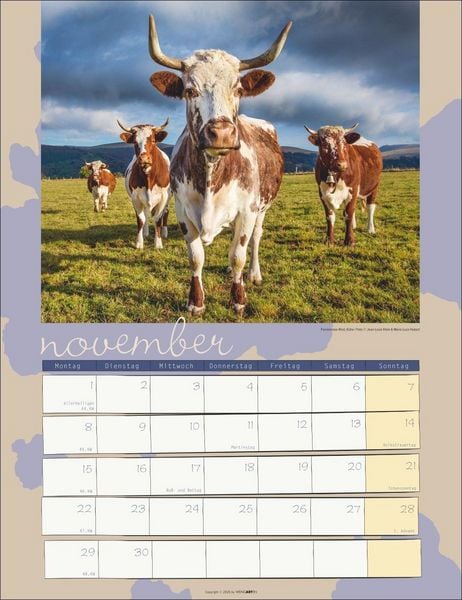 Produktbild: Kuh Kalender 2027