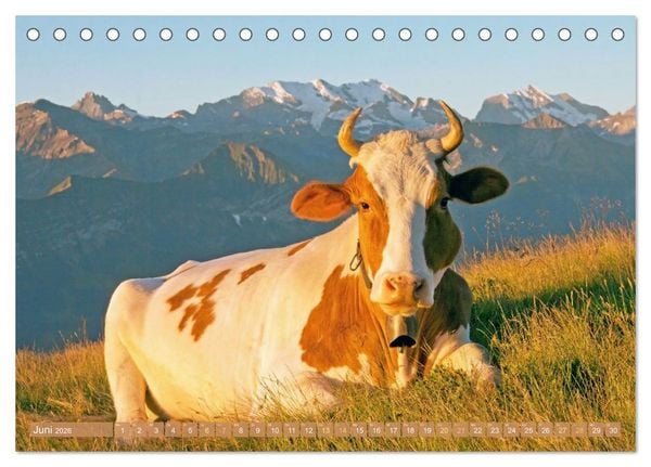 Produktbild: Kuh-Idylle: Suchen Sie die Ruhe in der Natur? (Tischkalender 2026 DIN A5 quer), CALVENDO Monatskalender