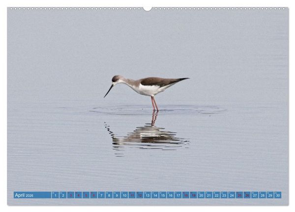 Produktbild: V&ouml;gel der Algarve (hochwertiger Premium Wandkalender 2026 DIN A2 quer), Kunstdruck in Hochglanz