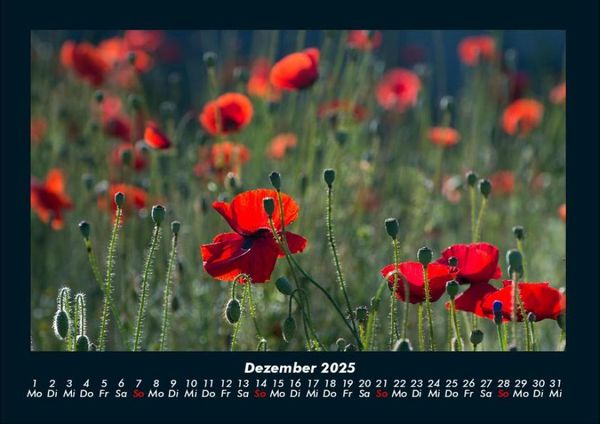 Produktbild: Blumentr&auml;ume 2025 Fotokalender DIN A4