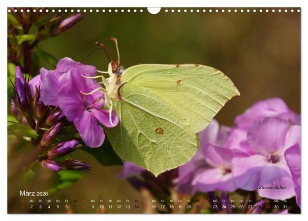 Produktbild: Gro&szlig;e und kleine Schmetterlinge (Wandkalender 2026 DIN A3 quer), CALVENDO Monatskalender