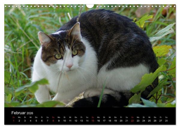 Produktbild: Die Welt der Haustiere (Wandkalender 2026 DIN A3 quer), CALVENDO Monatskalender