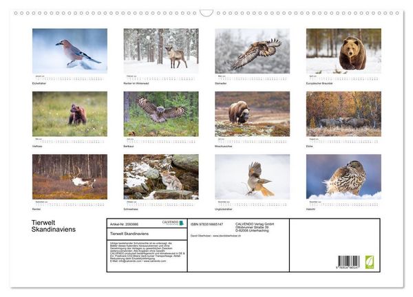 Produktbild: Tierwelt Skandinaviens (Wandkalender 2026 DIN A2 quer), CALVENDO Monatskalender
