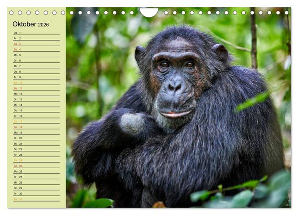 Produktbild: Ugandas wilde Menschenaffen (Wandkalender 2026 DIN A4 quer), CALVENDO Monatskalender