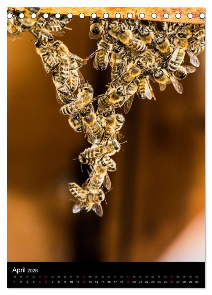 Produktbild: Bienen (Tischkalender 2026 DIN A5 hoch), CALVENDO Monatskalender