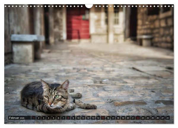 Produktbild: Die Katzen von Rovinj (Wandkalender 2026 DIN A3 quer), CALVENDO Monatskalender