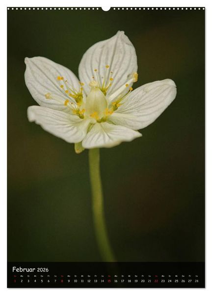 Produktbild: Alpenblumen 2026 (hochwertiger Premium Wandkalender 2026 DIN A2 hoch), Kunstdruck in Hochglanz