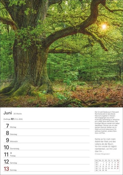 Produktbild: B&auml;ume Wochenplaner 2027 - 53 stimmungsvolle Fotografien