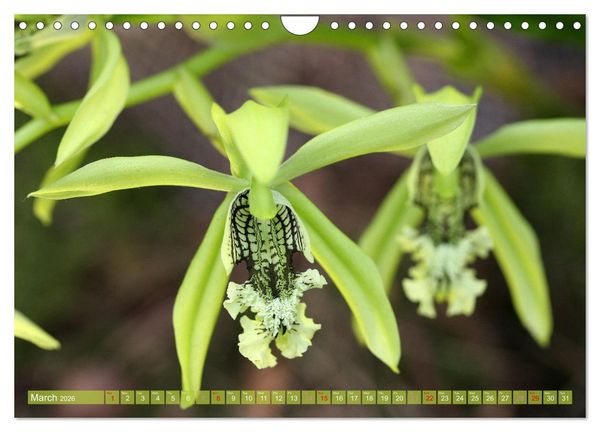 Produktbild: Orchid - A Flower Wonder (Wall Calendar 2026 DIN A4 landscape), CALVENDO 12 Month Wall Calendar