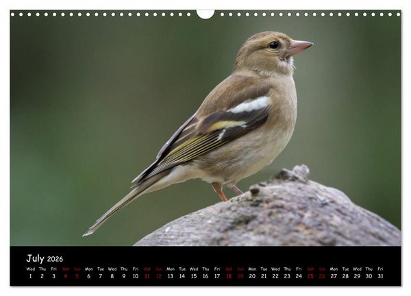 Produktbild: Popular garden birds of the united kingdom (Wall Calendar 2026 DIN A3 landscape), CALVENDO 12 Month Wall Calendar