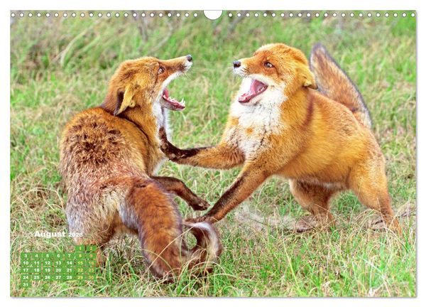 Produktbild: Der Fuchs: Kluger J&auml;ger (Wandkalender 2026 DIN A3 quer), CALVENDO Monatskalender