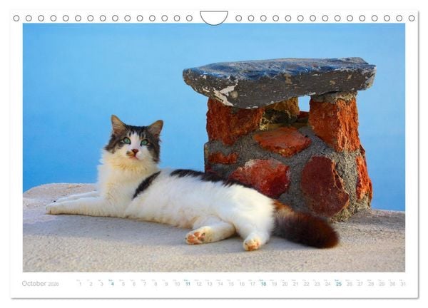 Produktbild: Cats of the Greek Islands (Wall Calendar 2026 DIN A4 landscape), CALVENDO 12 Month Wall Calendar