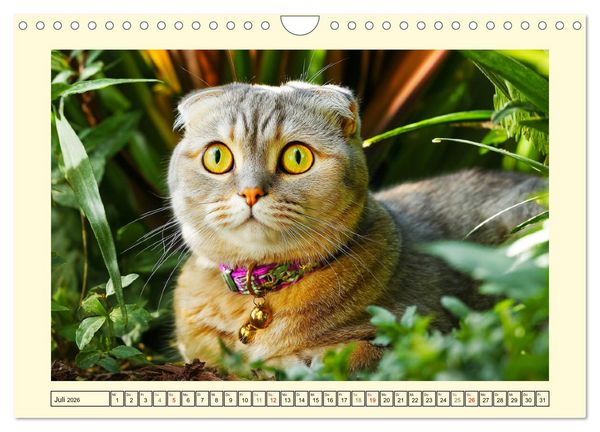 Produktbild: Scottish Fold. Zauberhafte Faltohrkatzen im Garten (Wandkalender 2026 DIN A4 quer), CALVENDO Monatskalender