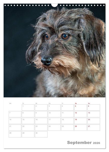 Produktbild: Dackelportraits (Wandkalender 2026 DIN A3 hoch), CALVENDO Monatskalender