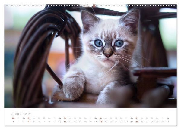 Produktbild: Katzenbabys beobachtet (hochwertiger Premium Wandkalender 2026 DIN A2 quer), Kunstdruck in Hochglanz