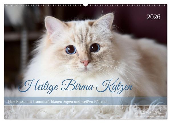 Produktbild: Heilige Birma Katzen mit traumhaft blauen Augen und wei&szlig;en Pf&ouml;tchen (Wandkalender 2026 DIN A2 quer), CALVENDO Monatskalender