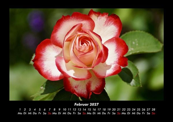 Produktbild: Blumenzauber 2027 Fotokalender DIN A3