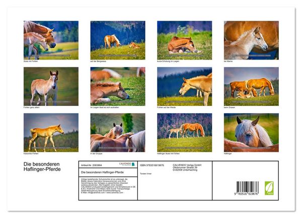 Produktbild: Die besonderen Haflinger-Pferde (hochwertiger Premium Wandkalender 2026 DIN A2 quer), Kunstdruck in Hochglanz