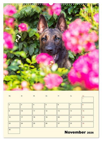 Produktbild: Familienplaner Tausendsassa Malinois (Wandkalender 2026 DIN A2 hoch), CALVENDO Monatskalender