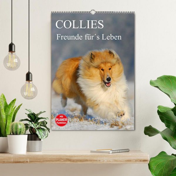 Produktbild: Collies - Freunde f&uuml;r&acute;s Leben (Wandkalender 2026 DIN A2 hoch), CALVENDO Monatskalender