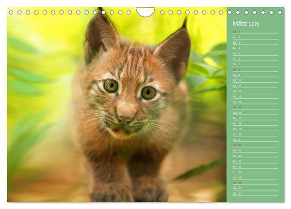 Produktbild: S&uuml;sse Tierwelt / CH-Version / Geburtstagskalender (Wandkalender 2026 DIN A4 quer), CALVENDO Monatskalender