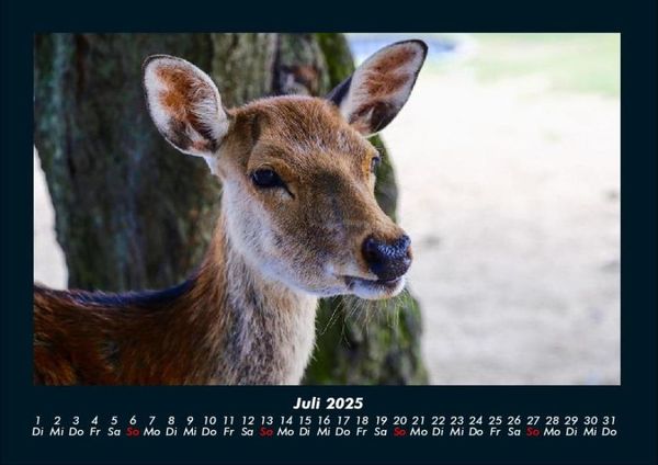 Produktbild: Waldbewohner 2025 Fotokalender DIN A4