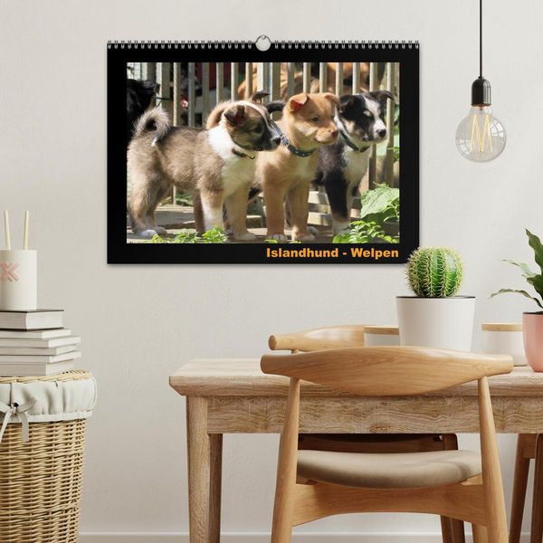 Produktbild: Islandhund - Welpen / CH-Version (Wandkalender 2026 DIN A3 quer), CALVENDO Monatskalender
