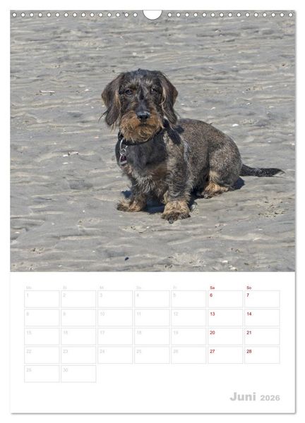 Produktbild: Der Dackel (M)ein treuer Weggef&auml;hrte (Wandkalender 2026 DIN A3 hoch), CALVENDO Monatskalender