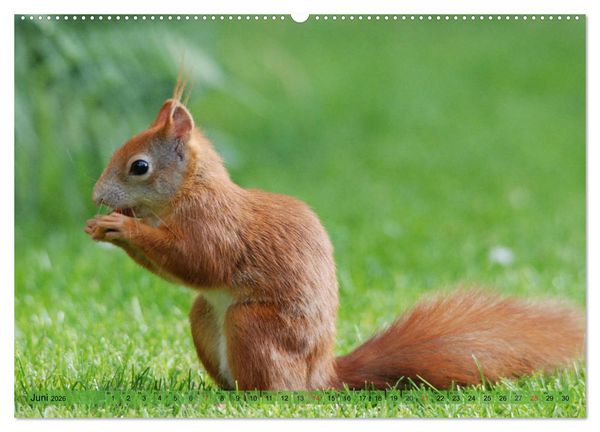 Produktbild: Eichh&ouml;rnchen-Spa&szlig; (Wandkalender 2026 DIN A2 quer), CALVENDO Monatskalender
