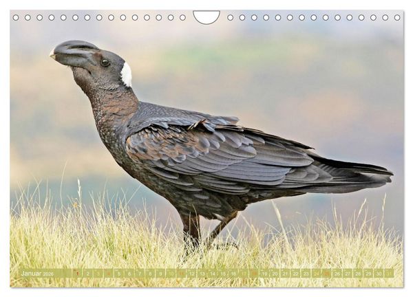 Produktbild: Rabenv&ouml;gel: Schwarz, schlau, sch&ouml;n (Wandkalender 2026 DIN A4 quer), CALVENDO Monatskalender