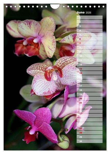 Produktbild: Orchids - Infinite Variety (Wall Calendar 2026 DIN A4 portrait), CALVENDO 12 Month Wall Calendar