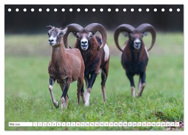 Produktbild: Emotionale Momente: Muffelwild. (Tischkalender 2026 DIN A5 quer), CALVENDO Monatskalender