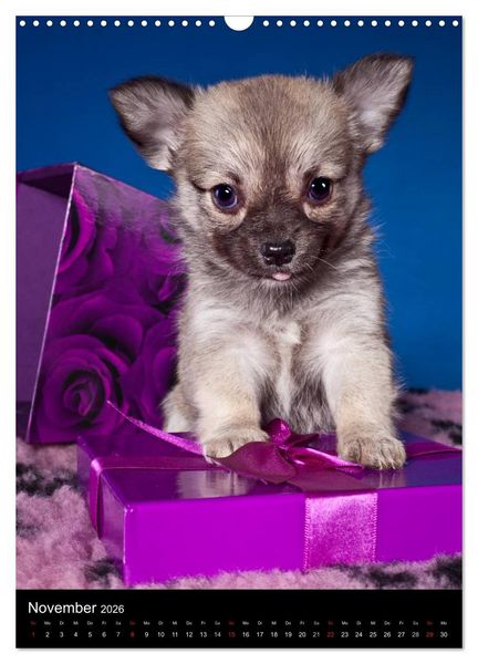 Produktbild: Chihuahua Welpen (Wandkalender 2026 DIN A3 hoch), CALVENDO Monatskalender