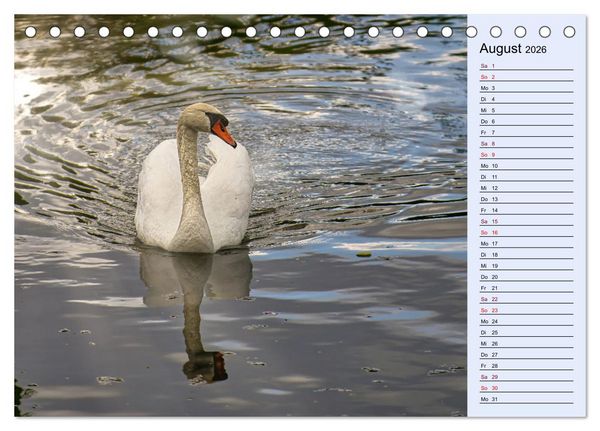 Produktbild: Schwanenzauber (Tischkalender 2026 DIN A5 quer), CALVENDO Monatskalender