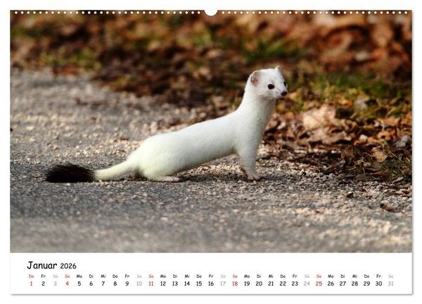 Produktbild: Hermelin - das wieselflinke Raubtier (hochwertiger Premium Wandkalender 2026 DIN A2 quer), Kunstdruck in Hochglanz