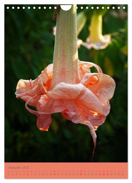 Produktbild: Brugmansia & Datura - Exotische Sch&ouml;nheiten (Wandkalender 2026 DIN A4 hoch), CALVENDO Monatskalender