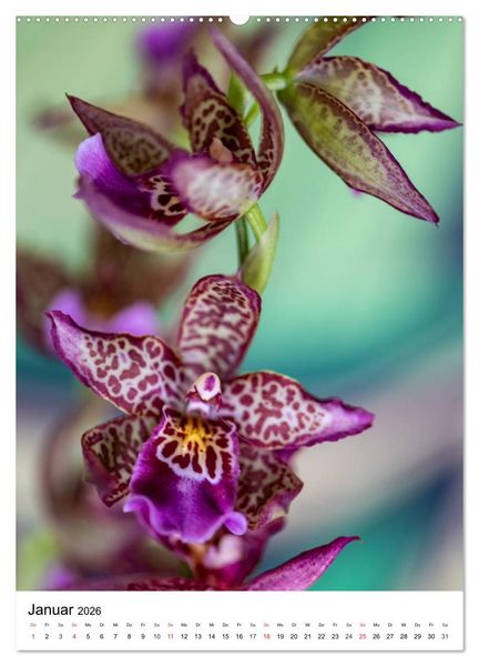 Produktbild: Orchideen (hochwertiger Premium Wandkalender 2026 DIN A2 hoch), Kunstdruck in Hochglanz