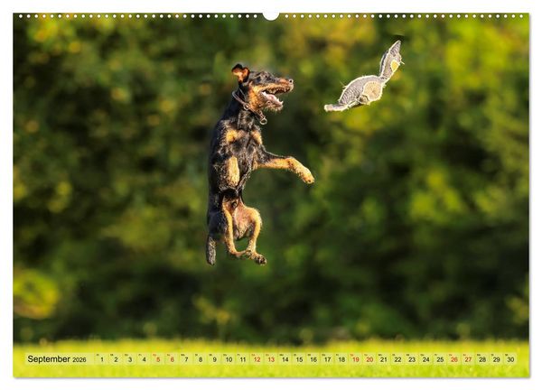 Produktbild: Deutscher Terrier - ein leidenschaftlicher J&auml;ger (Wandkalender 2026 DIN A2 quer), CALVENDO Monatskalender