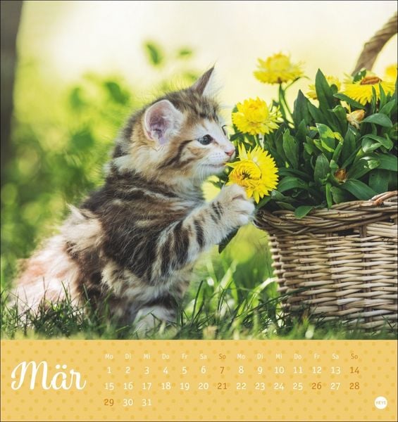 Produktbild: Katzen Postkartenkalender Kleine Tiger 2027