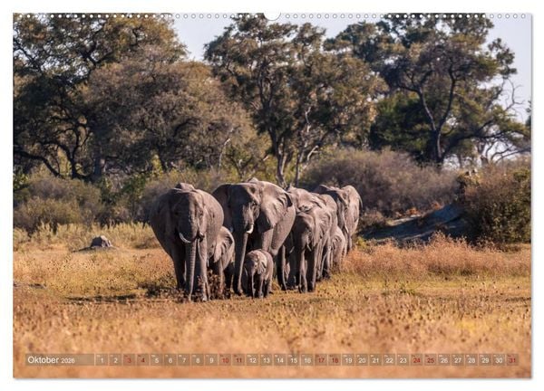 Produktbild: Elefanten in Afrika - Die mit den gro&szlig;en Ohren (hochwertiger Premium Wandkalender 2026 DIN A2 quer), Kunstdruck in Hochglanz